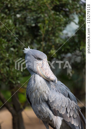 A shoebill standing motionless while looking back A shoebill standing motionless while looking back 115279118