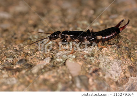 Living creatures, insects, white-spotted earwigs, about 2-3 cm long. Named after the white part in the middle of the antennae. 115279164