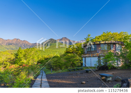 （山梨縣）從美麗的清里森林看到的八嶽山脈，杜鵑花美麗，綠意盎然 115279436