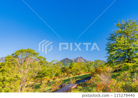 （山梨縣）從美麗的清里森林看到的八嶽山脈，杜鵑花美麗，綠意盎然 115279440