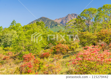 （山梨縣）從美麗的清里森林看到的八嶽山脈，杜鵑花美麗，綠意盎然 115279442