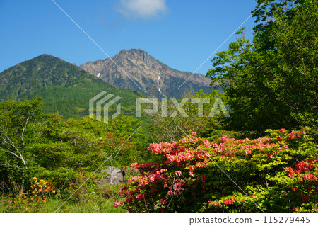 （山梨縣）從美麗的清里森林看到的八嶽山脈，杜鵑花美麗，綠意盎然 115279445