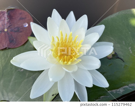White water lily flower close up White water lily flower close up 115279462
