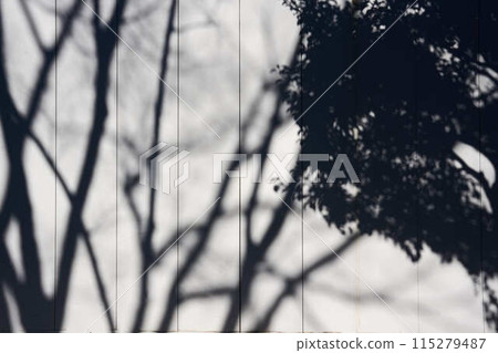 Silhouettes of trees projected onto a white wall 115279487