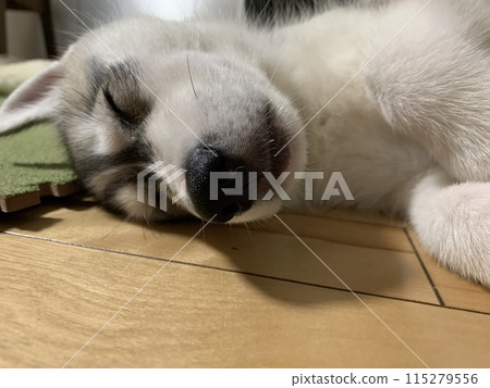 Siberian Husky puppy, angel with a tail Siberian Husky puppy, angel with a tail 115279556