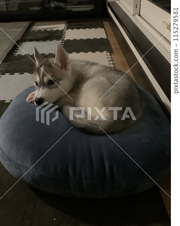 Angel with a tail, Siberian Husky, cheerful pet dog, puppy Angel with a tail, Siberian Husky, cheerful pet dog, puppy 115279581