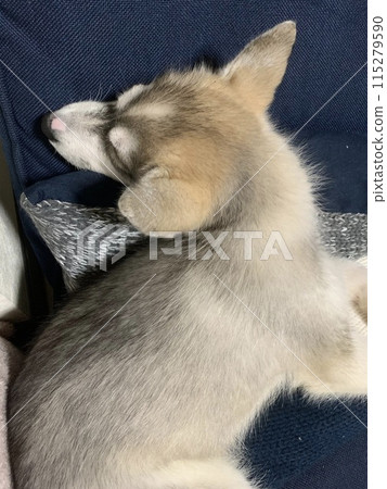 Angel with a tail, Siberian Husky, cheerful pet dog, puppy Angel with a tail, Siberian Husky, cheerful pet dog, puppy 115279590