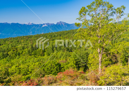 （山梨縣）從盛開黃耆杜鵑花的清里美麗森林中可以看到南阿爾卑斯山的山峰。 115279657