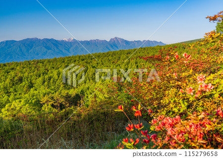 （山梨縣）從盛開黃耆杜鵑花的清里美麗森林中可以看到南阿爾卑斯山的山峰。 115279658