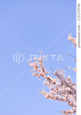 Cherry blossoms in full bloom stretching out into the blue sky Cherry blossoms in full bloom stretching out into the blue sky 115279749