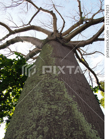 Looking up at tall tree Looking up at tall tree 115279835