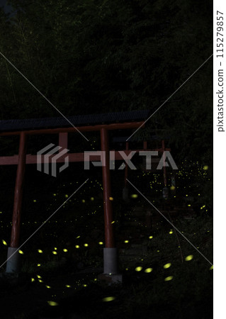 Chichibu's fireflies and torii gates Chichibu's fireflies and torii gates 115279857