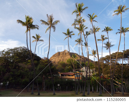 Tall Coconut trees at Leahi Beach Park  Tall Coconut trees at Leahi Beach Park  115280005