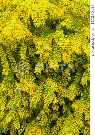 含羞草花 115280152