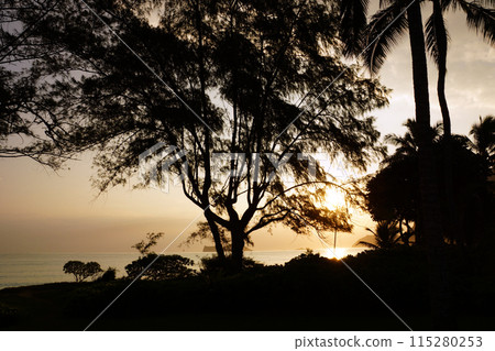 Early Morning Sunrise through the trees over an island and ocean 115280253
