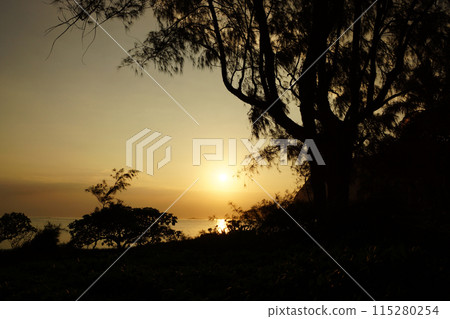 Early Morning Sunrise through the trees over an island and ocean 115280254