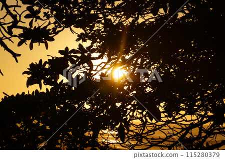 Sunset through the leaves of a tree in the mountains 115280379