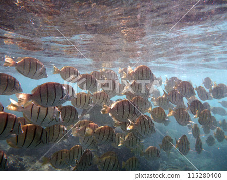 School of Convict Tang swim beneath the surface of the water 115280400
