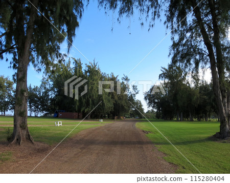 Dirt Road with lined with ironwood trees 115280404