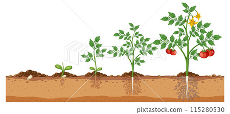Tomato Plant Growth Stages 115280530