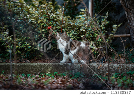Stray cat walking in the park Stray cat walking in the park 115280587