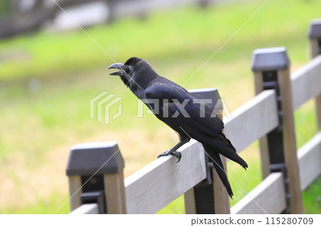 A large-billed crow singing with its beak open A large-billed crow singing with its beak open 115280709