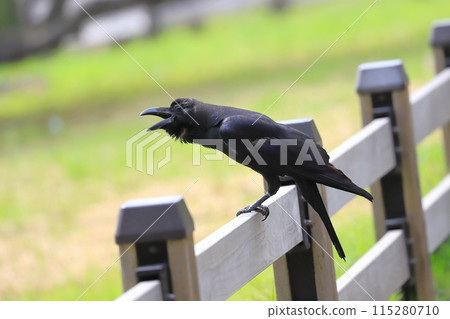 長嘴烏鴉張開嘴哭泣 長嘴烏鴉張開嘴哭泣 115280710