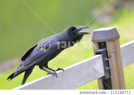 A large-billed crow singing with its beak open 115280711
