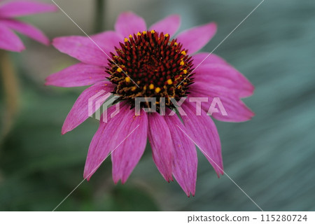 Echinacea purpurea 115280724