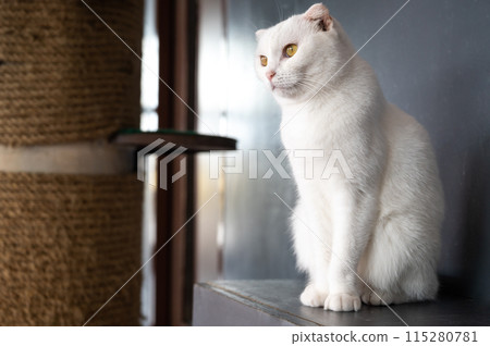White Scottish Fold cat living in human home. The Scottish Fold is a rare feline breed. It originated when a naturally occuring mutant cat was born in Scotland. 115280781