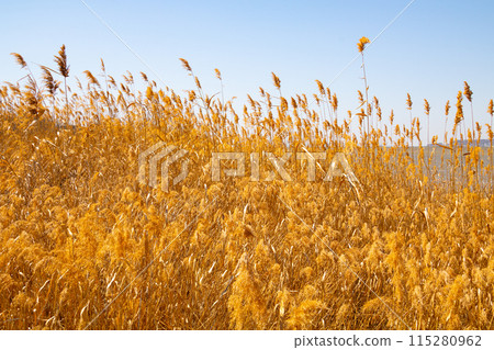 dry reeds in the field 115280962