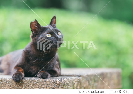 Japanese cats kept outdoors 115281033