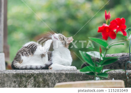 Japanese cats kept outdoors Japanese cats kept outdoors 115281049