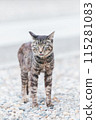 Japanese cats kept outdoors 115281083
