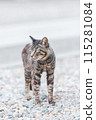 Japanese cats kept outdoors 115281084