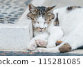 Japanese cats kept outdoors 115281085