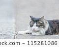Japanese cats kept outdoors 115281086