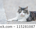 Japanese cats kept outdoors 115281087
