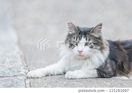 Japanese cats kept outdoors 115281087
