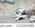 Japanese cats kept outdoors 115281088