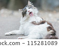 Japanese cats kept outdoors 115281089
