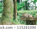 Japanese cats kept outdoors 115281090