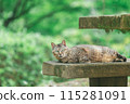 Japanese cats kept outdoors 115281091