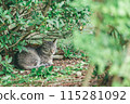 Japanese cats kept outdoors 115281092