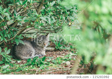 Japanese cats kept outdoors Japanese cats kept outdoors 115281092