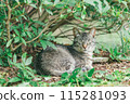 Japanese cats kept outdoors 115281093