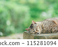 Japanese cats kept outdoors 115281094