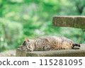 Japanese cats kept outdoors 115281095
