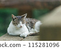 Japanese cats kept outdoors 115281096
