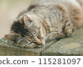 Japanese cats kept outdoors 115281097